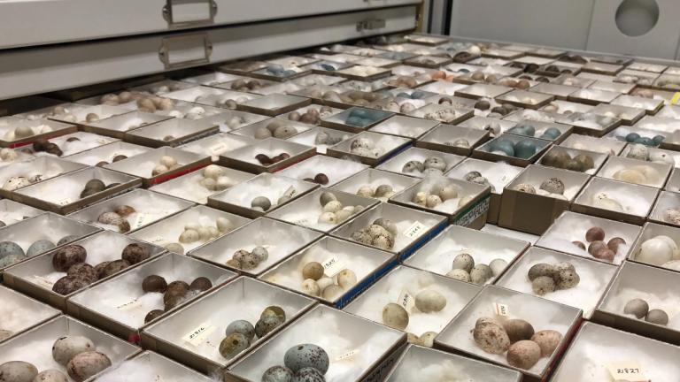 Eggs in the Field Museum’s collection. (Patty Wetli / WTTW News)