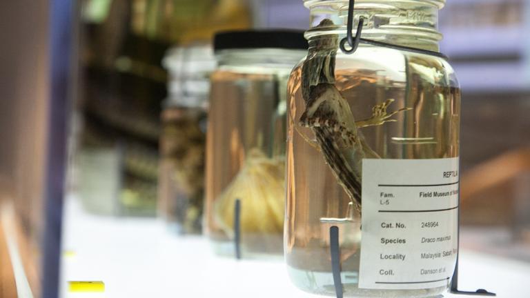 (Courtesy of the Field Museum)