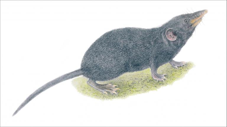 An illustration of the newly identified Palawan moss shrew. (Velizar Simeonovski / The Field Museum)