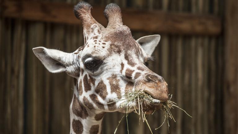 (Chris Bijalba / Lincoln Park Zoo)