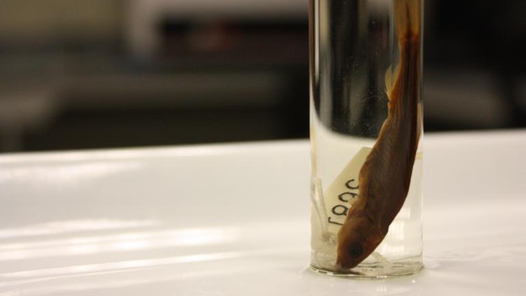 A photo of Evarra tlahuacensis, an extinct fish species. The Field Museum houses the only known remaining specimen. (Chloe Riley / Chicago Tonight)