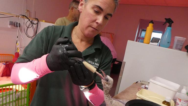Kristin Dvorak, an assistant lead bird keeper at Lincoln Park Zoo, recently traveled to South Africa as part of an international effort to rehabilitate 1,800 abandoned flamingo hatchlings. (Courtesy Lincoln Park Zoo)  