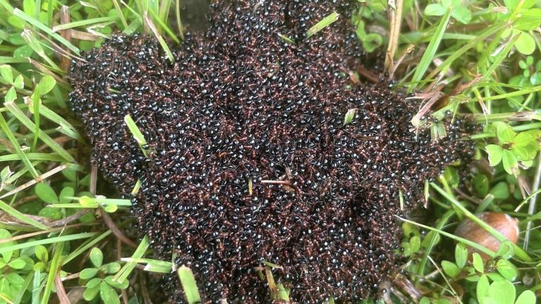 A colony of ants formed their own life raft, seen in Hickory Creek Preserve in Will County. (Courtesy of Meagan Crandall)