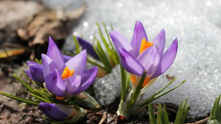 (Dostigla / Pixabay)