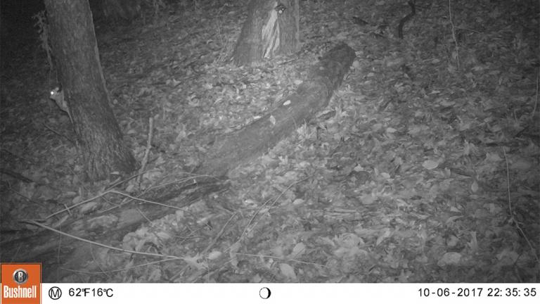 (Urban Wildlife Institute / Chicago Park District)