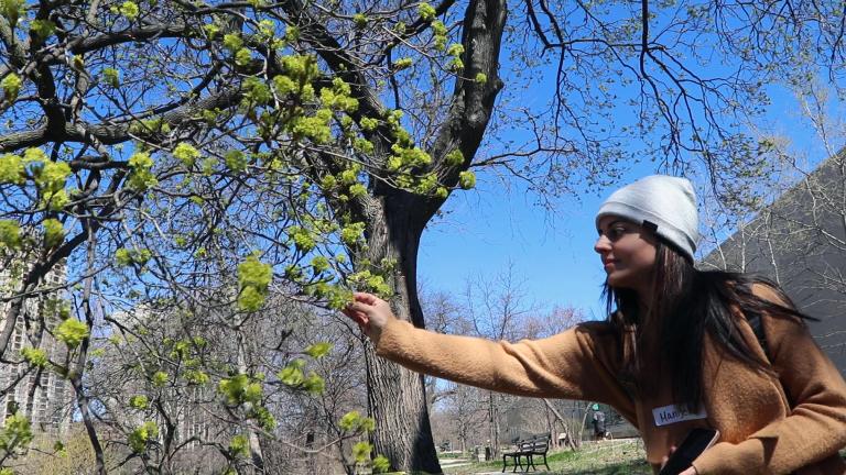 Manijeh Bonshahi forages flowers from a maple tree in Lincoln Park. (Evan Garcia / WTTW News)