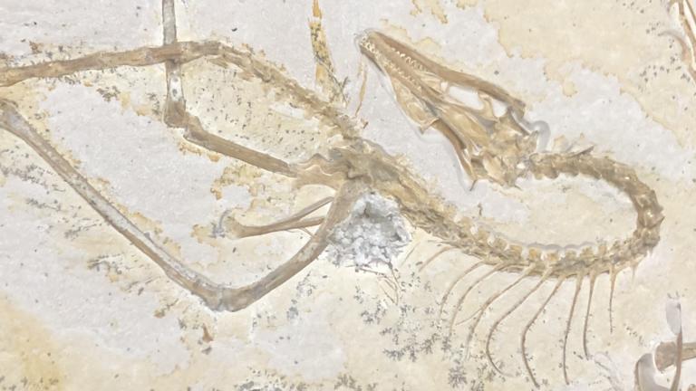 Skull of archaeopteryx embedded in rock