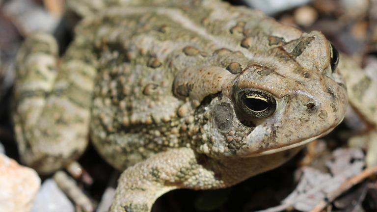 A Fowler’s toad (Courtesy Peggy Notebaert Nature Museum)