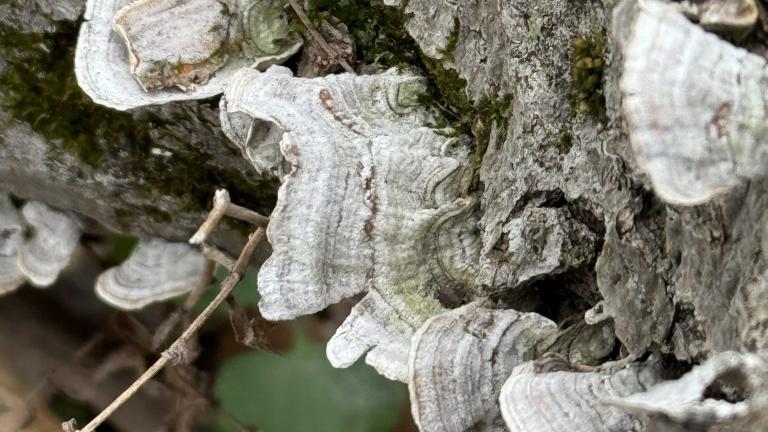 All wildlife — animals, plants and fungi — is fair game for the City Nature Challenge. (Patty Wetli / WTTW News)