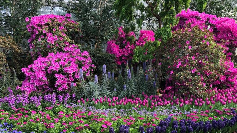Garfield Park Conservatory's "Saturation" exhibit. (Patty Wetli / WTTW News)