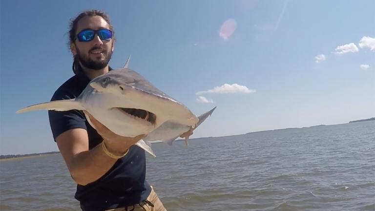 In this Sept. 2015 photo taken by Colby Griffiths on the North Edisto River in South Carolina, scientist Bryan Keller holds a bonnethead shark. (Photo courtesy Bryan Keller via AP)