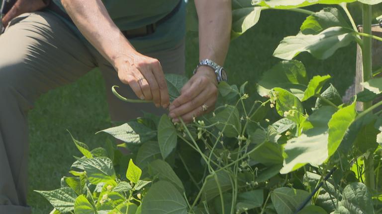 Organic gardener Jeanne Nolan at the WTTW vegetable garden. (Chicago Tonight)
