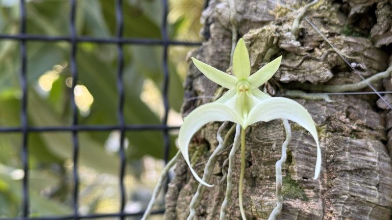 A rare ghost orchid has bloomed at Chicago Botanic Garden, where staff are helping conserve this species, which continues to decline in the wild. (Patty Wetli / WTTW News) 
