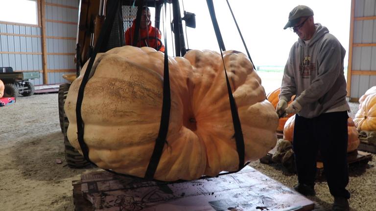 Joe Adkins of Wheaton, Illinois prepares to weigh a giant pumpkin he grew. At 1,258 pounds, the gourd took first place in a contest on Saturday, Sept. 28, 2019. (Evan Garcia / WTTW News)