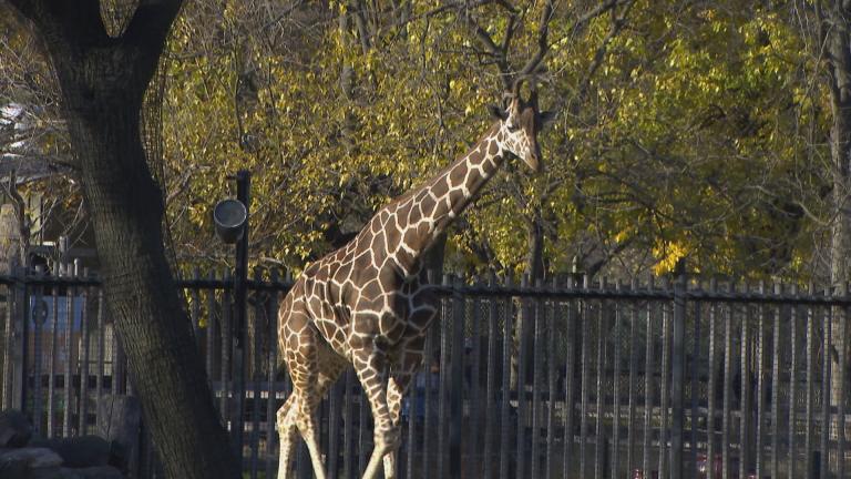 A giraffe is pictured at Brookfield Zoo in November 2022. (WTTW News)