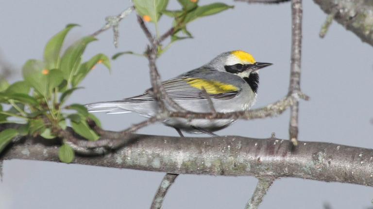 Golden-winged warbler. (Alan Schmierer / Flickr Creative Commons)