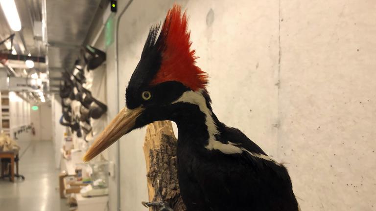 An ivory-billed woodpecker specimen is on a display at the California Academy of Sciences in San Francisco, Friday, Sept. 24, 2021. (AP Photo / Haven Daley)