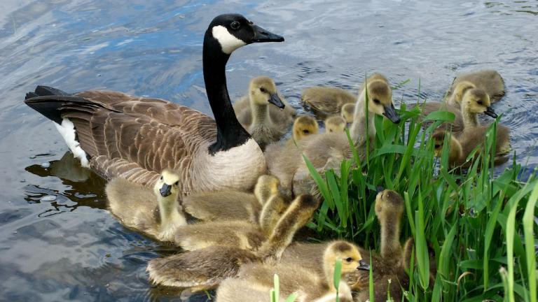 Geese are more relaxed this spring with fewer humans around, researchers say. (Jocelyn Piirainen / Flickr)