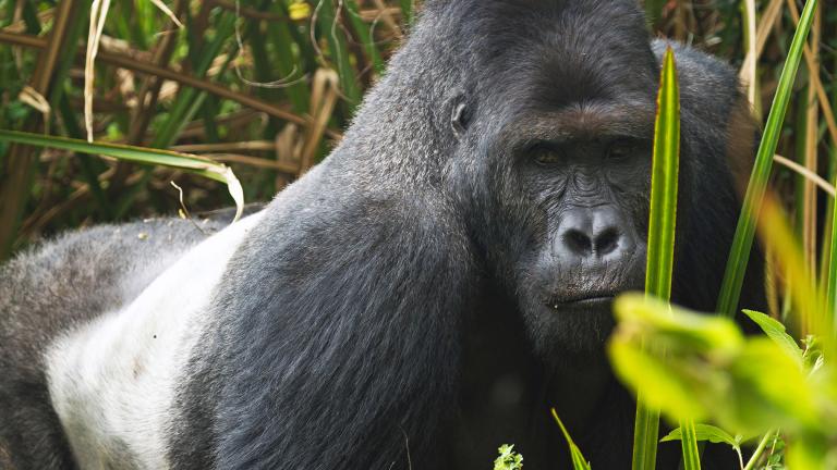 A gorilla at Kahuzi-Biega National Park in the Democratic Republic of Congo (Joe McKenna / Wikimedia Commons)