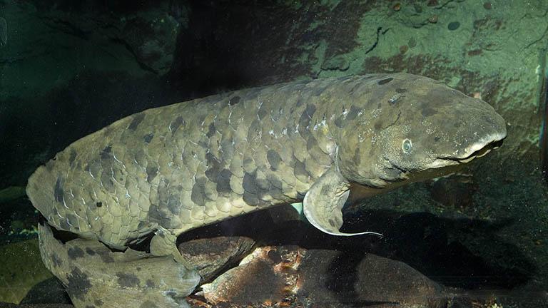 Granddad is an Australian lungfish believed to be a century old that arrived at the Shedd Aquarium 83 years ago. (Shedd Aquarium)