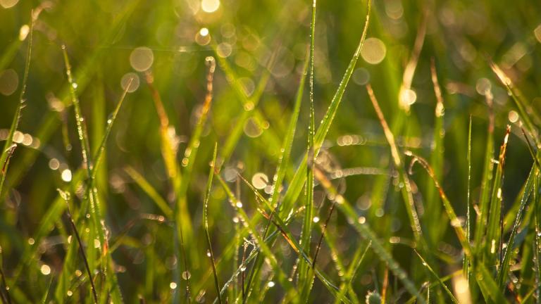 Grass should be kept at least 3 inches high, experts said. (Suzanne D. Williams / Pixabay)