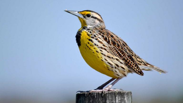An Eastern meadowlark (Seri Douse / Great Backyard Bird Count)