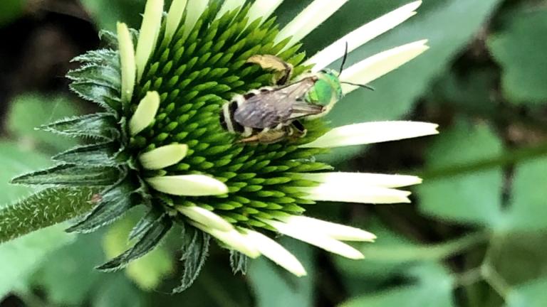 A green sweat bee is just one of the pollinators Chicagoans might spot in their local parks. (Patty Wetli / WTTW News)