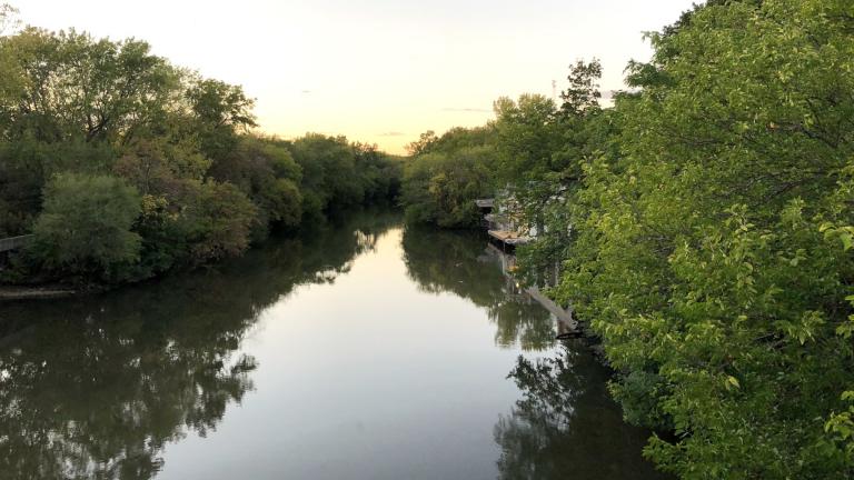 Green trees along the North Branch of the Chicago River, Oct. 14, 2021. (Patty Wetli / WTTW News)