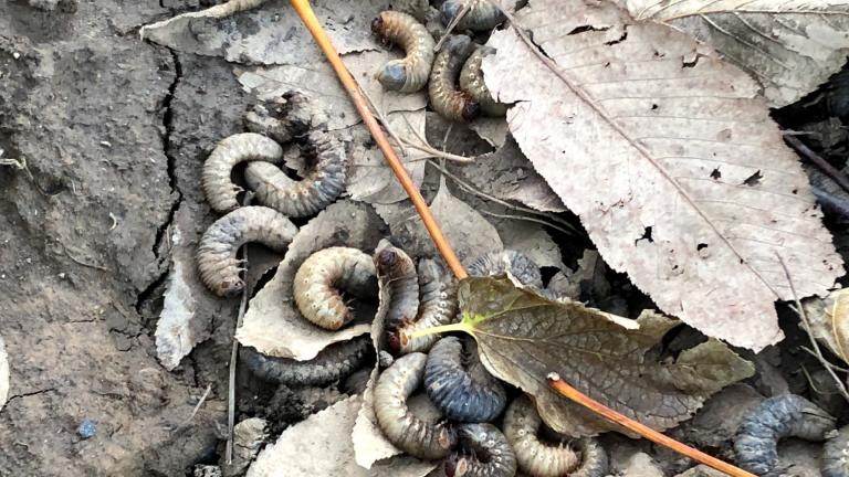 The grubs that laid waste to a pair of North Side parks have been ID'd as the larvae of the June beetle. (Patty Wetli / WTTW News) The grubs that laid waste to a pair of North Side parks have been ID'd as the larvae of the June beetle. (Patty Wetli / WTTW News)