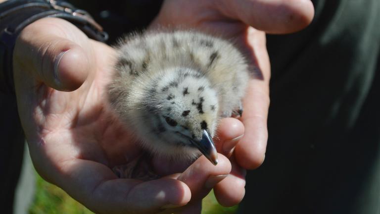 A baby gull. (Elien Said / Pixabay)