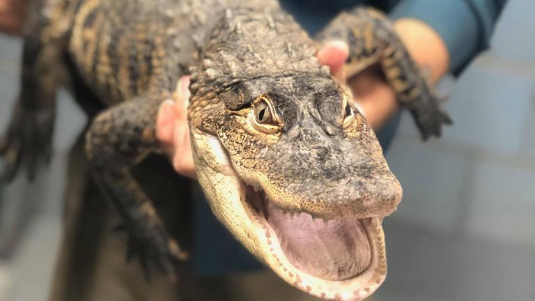 The Humboldt Park alligator was caught early Tuesday, July 16, 2019. (Courtesy of Chicago Animal Care and Control)