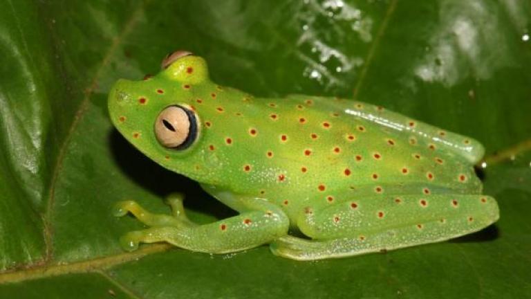 This unknown frog species is one of 11 discovered during a Field Museum inventory. (Giuseppe Gagliardi-Urrutia / The Field Museum)