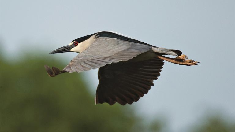 Black-crowned night herons average about 2 feet in length and weigh nearly 2 pounds. (Courtesy Lincoln Park Zoo)