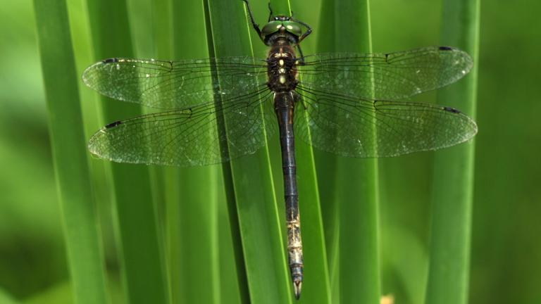 Hine's Emerald Dragonfly. Photo by Carol Freeman