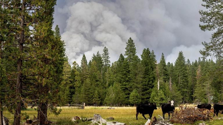 FILE - In this Monday, July 26, 2021, file photo, cows graze as smoke rises from the Dixie Fire burning in Lassen National Forest, near Jonesville, Calif. (AP Photo / Noah Berger, File) FILE - In this Monday, July 26, 2021, file photo, cows graze as smoke rises from the Dixie Fire burning in Lassen National Forest, near Jonesville, Calif. (AP Photo / Noah Berger, File)