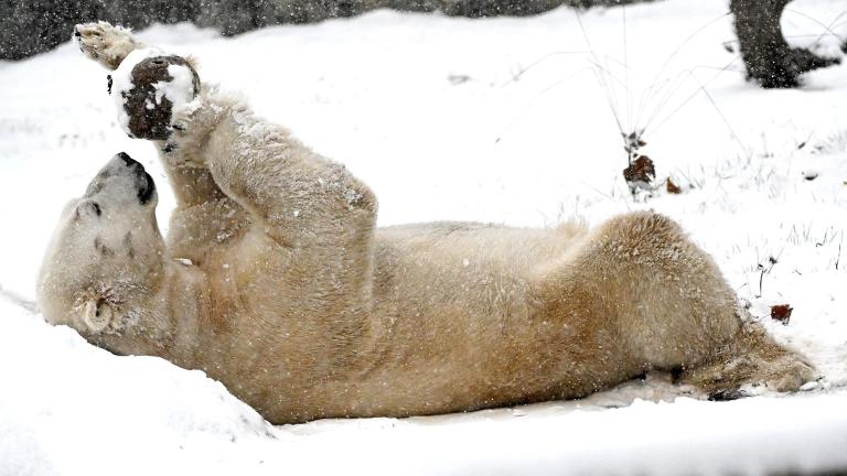 Hudson the polar bear enjoying a burst of snow at Brookfield Zoo on Nov. 21, 2024. (Courtesy of Brookfield Zoo Chicago)