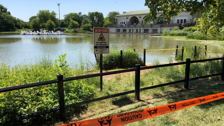 Efforts to capture an alligator in the Humboldt Park Lagoon continued for the fourth day on Friday. (Alex Ruppenthal / WTTW News)