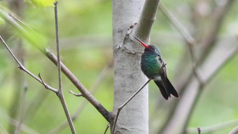 Vivid blue-green plumage and an unmistakable bright red bill are hallmarks of the male broad-billed hummingbird. (Courtesy of Nathan Goldberg)