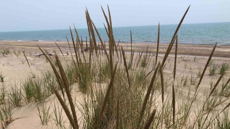 Illinois Beach State Park boasts some of the highest quality remnant habitat in the Midwest, but it’s being threatened by invasive plant species. (Patty Wetli / WTTW News)