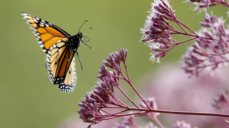 In this Aug. 28, 2019 file photo, a Monarch butterfly flies to Joe Pye weed, in Freeport, Maine. (AP Photo / Robert F. Bukaty)
