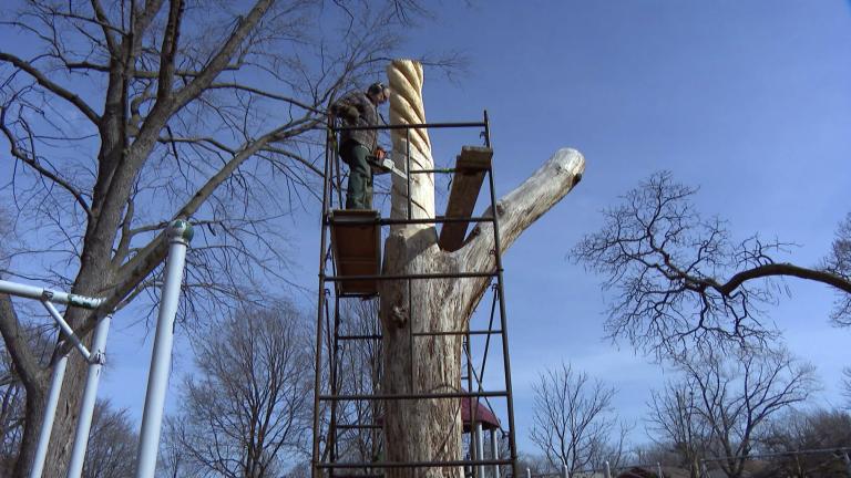 Artist John Bannon works on his tree sculpture “Y Knot” on March 4, 2022, in Hollywood Park as part of the Chicago Tree Project program. (WTTW News) 