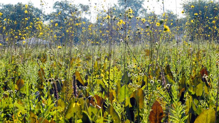 The James Woodworth Prairie Preserve is a rare remnant of original Illinois prairie. (Frank Mayfield / Flickr) The James Woodworth Prairie Preserve is a rare remnant of original Illinois prairie. (Frank Mayfield / Flickr)