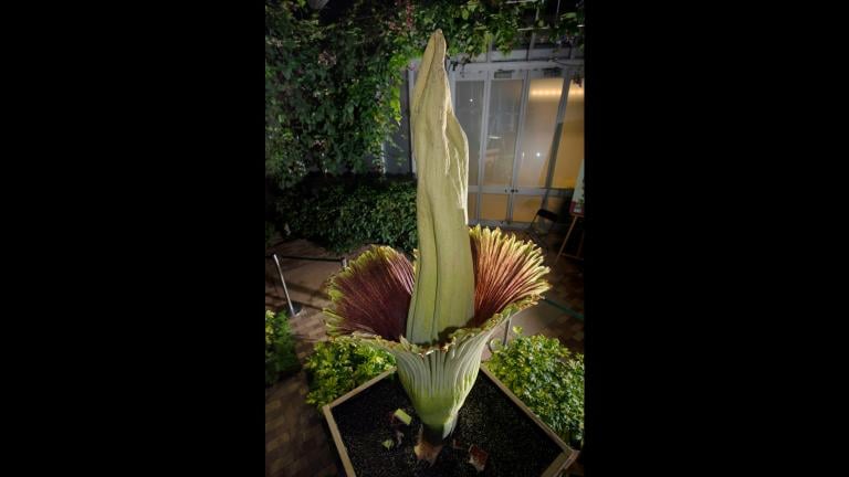 Java, a corpse flower at the Chicago Botanic Garden, bloomed May 23, 2019. (Courtesy Chicago Botanic Garden) 