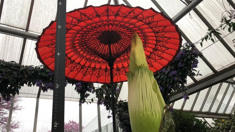 Java the corpse flower is on bloom watch at the Chicago Botanic Garden. (Alex Ruppenthal / WTTW News)