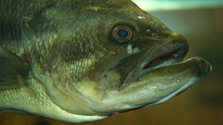 Scientists have found female eggs growing in the testicular tissue of some male largemouth bass taken from the Des Plaines River. (Jonathunder / Wikimedia Commons)