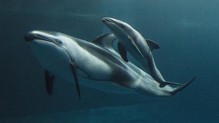 (Courtesy Shedd Aquarium)