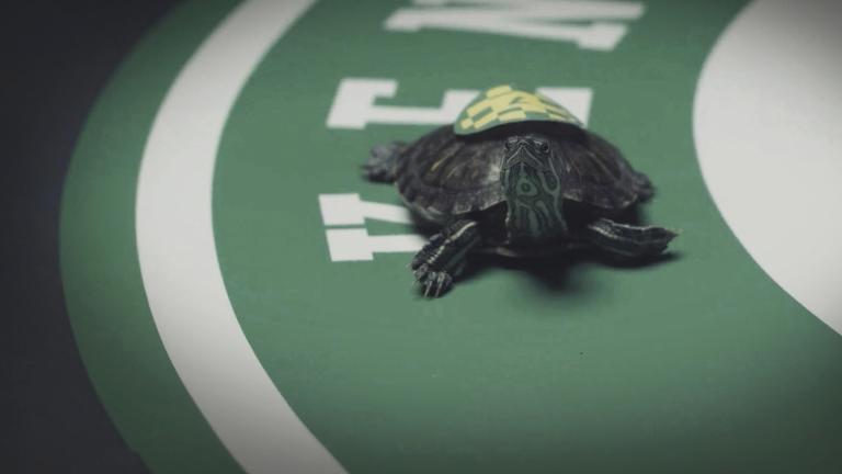 In this photo provided by Brown-Forman, a turtle walks on part of area to be used for the Kentucky Turtle Derby in Chicago. The taped race will air Saturday at 7 p.m. on YouTube. (Dominic Udell / Brown-Forman via AP)