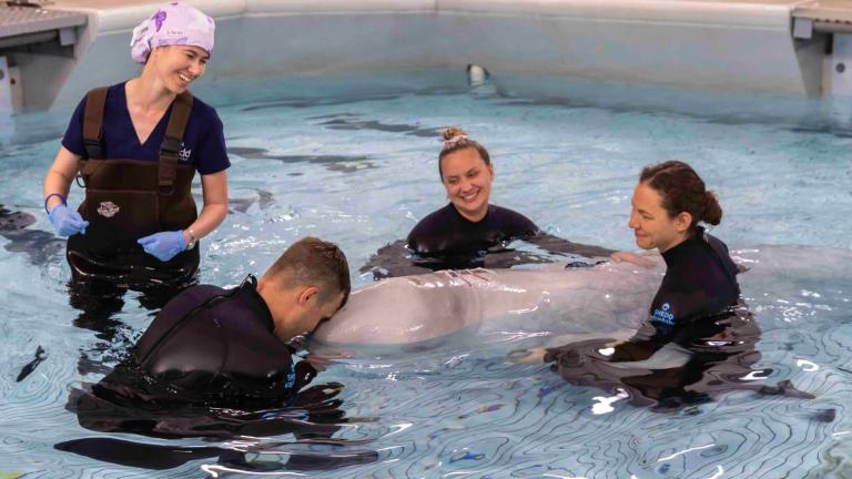 Staff at Shedd Aquarium ease Kimalu, a 12-year-old beluga whale, into a special medical habitat following a groundbreaking surgery to remove cysts near the whale's blowhole. Kimalu became the first known beluga in the world to recover from general anesthesia. (Shedd Aquarium / Brenna Hernandez) 