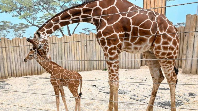 Kinda, Brookfield Zoo’s new baby giraffe, with mom Arnieta. (Jim Schulz / CZS-Brookfield Zoo)