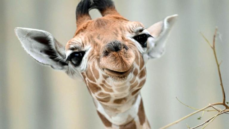 Brookfield Zoo's three-week-old giraffe Kinda (rhymes with Linda) makes her public debut Sept. 8, 2023. (Jim Schulz / CZS-Brookfield Zoo) 